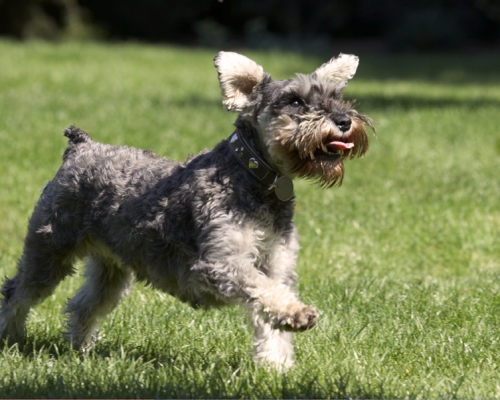 C'mon, let's play
Schlüsselwörter: Dog Dogs Miniature Schnauzer Molly Tongue