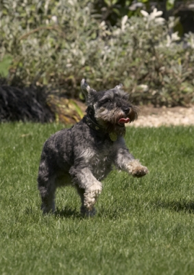 Here I am
Ključne besede: Dog Dogs Miniature Schnauzer Molly
