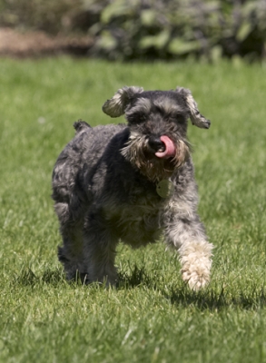 Jus' stepping out
Anahtar kelimeler: Dog Dogs Miniature Schnauzer Molly Tongue