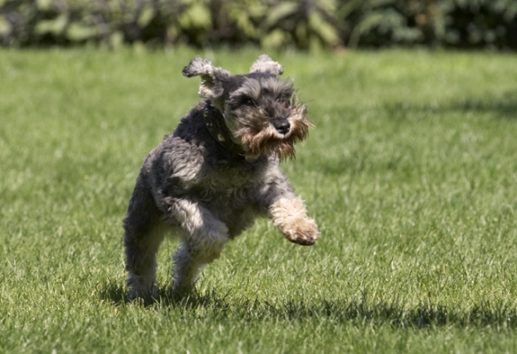 Ready for take off
Palabras clave: Dog Dogs Miniature Schnauzer Molly