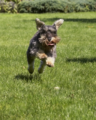 And, take off!!
Λέξεις-κλειδιά: Dog Dogs Miniature Schnauzer Molly
