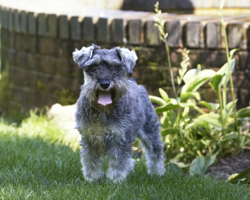 Jus' taking a breather
Anahtar kelimeler: Dog Dogs Miniature Schnauzer Molly Tongue