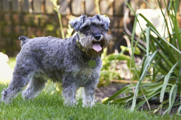 Jus' deciding what to do next
Schlüsselwörter: Dog Dogs Miniature Schnauzer Molly Tongue