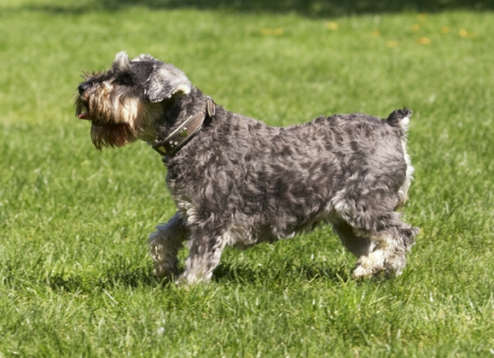 Oooh, that stopped me in my tracks
Ключевые слова: Dog Dogs Miniature Schnauzer Molly