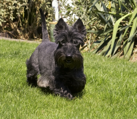 Think I better check things out
Ключові слова: Billy Dog Dogs Scottish terrier Terriers