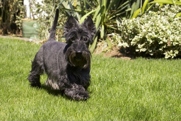 Keeping my beady eye on you
Klíčová slova: Billy Dog Dogs Scottish terrier Terriers