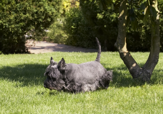 Think I'll hunker down
Palabras clave: Billy Dog Dogs Scottish terrier Terriers