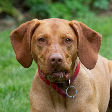 Who? Me?!
Ключові слова: Dog Dogs Hungarian Viszla Pippa