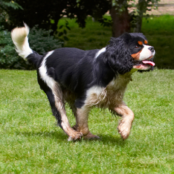 Here I come
Ključne besede: Dog Dogs Jasper King Charlies Spaniel Spaniels Tongue