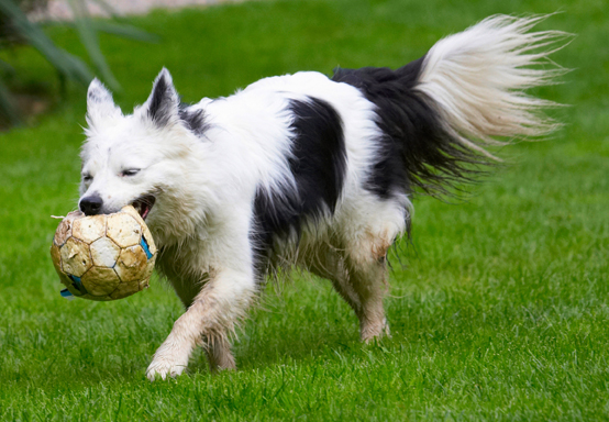 On a mission
Mots-clés: Bella Border Collie Collies Dog Dogs