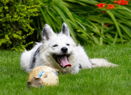 Gotta take some time out
Ключови думи: Bella Border Collie Collies Dog Dogs Tongue