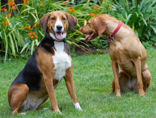 Yeah, we're having fun
Ключові слова: Dog Dogs Hamilton Stovare Hungarian Viszla Jessie Pippa Tongue