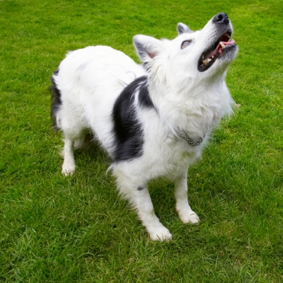 Waiting for the catch
Schlüsselwörter: Bella Border Collie Collies Dog Dogs