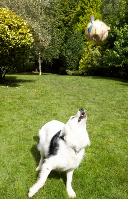 Got my eye on the ball
Keywords: Bella Border Collie Collies Dog Dogs