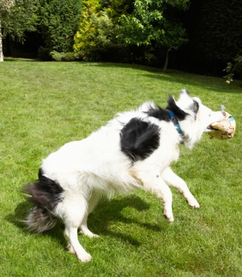Wot a catch
Anahtar kelimeler: Bella Border Collie Collies Dog Dogs