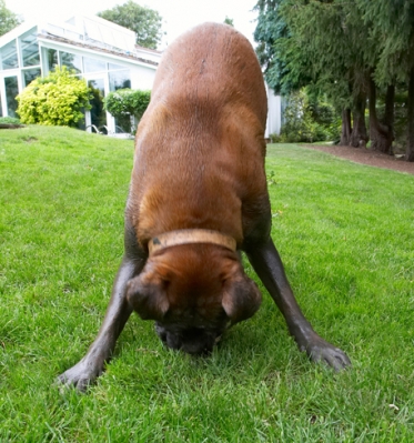 Look, I can do a headstand
Schlüsselwörter: Boxer Dog Dogs Nog