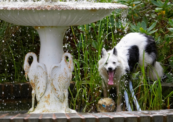 I'm such a clever girl
Keywords: Bella Border Collie Collies Dog Dogs Fountain Tongue