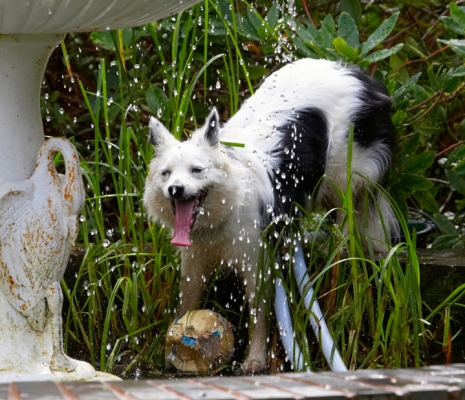 Raindrops are falling ........
الكلمات الإستدلالية(لتسهيل البحث): Bella Border Collie Collies Dog Dogs Fountain Tongue