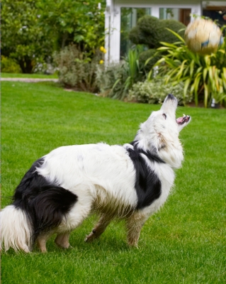 Here it comes
Keywords: Bella Border Collie Collies Dog Dogs