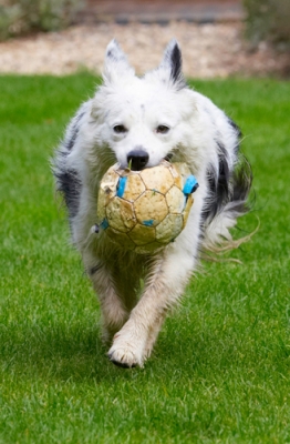 This just keeps me so busy
Keywords: Bella Border Collie Collies Dog Dogs