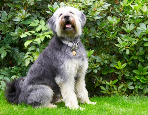 Well, aren't I a handsome guy
Mots-clés: Briard Dog Dogs Wally