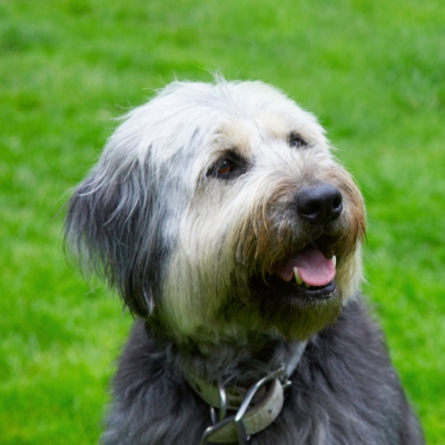 Check out the smile
Mots-clés: Briard Dog Dogs Tongue Wally