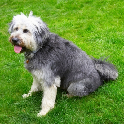 Think I've gotta rest awhile
Avainsanat: Briard Dog Dogs Tongue Wally