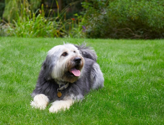 So, I'll have a lie down
Keywords: Briard Dog Dogs Tongue Wally