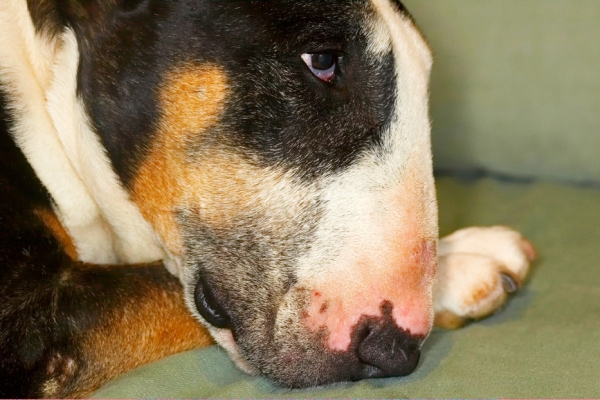I'm just gonna ignore you
Keywords: Dog Dogs English Bull Terrier Tapa Terriers
