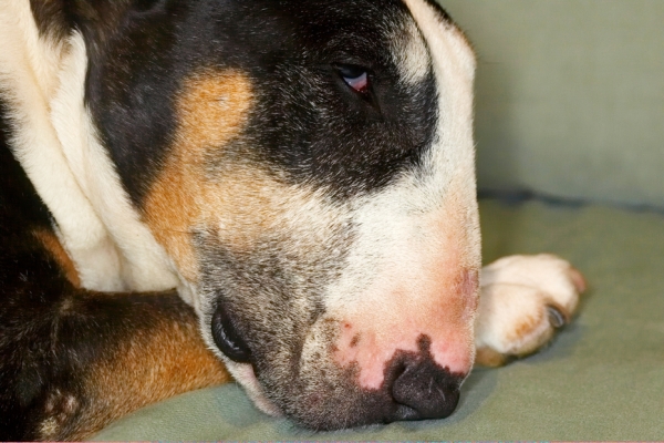 Not finished yet!
Ključne besede: Dog Dogs English Bull Terrier Tapa Terriers