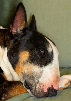 Wot I have to put up with!
Mots-clés: Dog Dogs English Bull Terrier Tapa Terriers