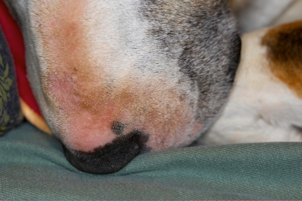 Who nose you know!
Schlüsselwörter: Dog Dogs English Bull Terrier Nose Tapa Terriers