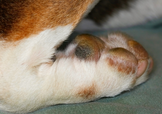 How do dogs do that?!
Anahtar kelimeler: Dog Dogs English Bull Terrier Paw Tapa Terriers