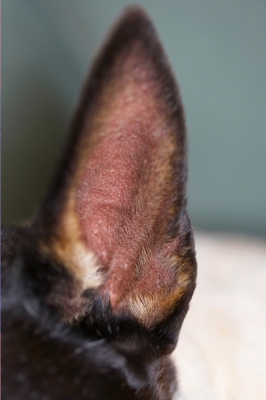 Ear, ear
Keywords: Dog Dogs Ear English Bull Terrier Tapa Terriers