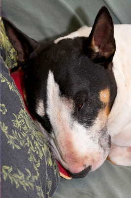 My favourite past-time
Słowa kluczowe: Dog Dogs English Bull Terrier Tapa Terriers
