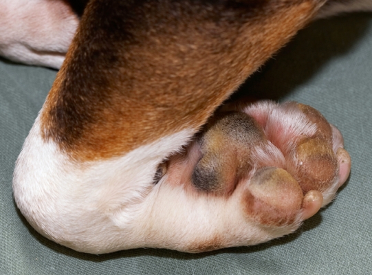 A case of double joint?
Ключови думи: Dog Dogs English Bull Terrier Paw Tapa Terriers