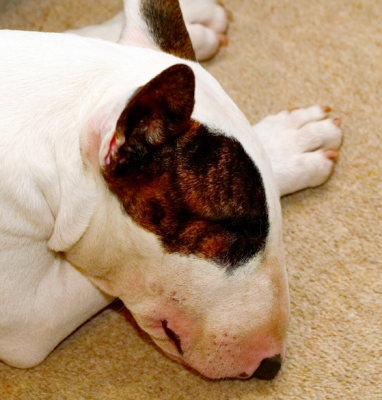 Dog-nap
Avainsanat: Dog Dogs English Bull Terrier Mana Terriers