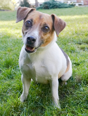 OK, let's have some action
Palabras clave: Bumble Dog Dogs Jack Russell Terrier Terriers