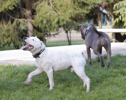 I'm just having the best time
Klíčová slova: Dog Dogs Domino Sky Staffordshire Bull Terrier Terriers Tongue
