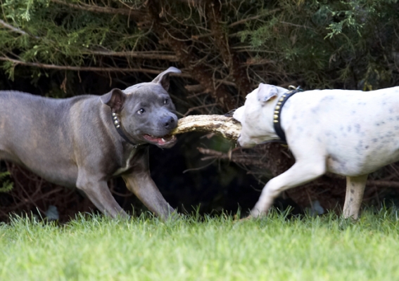 Tug-o-war
Ключові слова: Dog Dogs Domino Sky Staffordshire Bull Terrier Terriers Tongue
