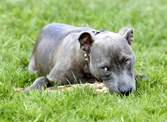 Just let that Domino try to get this stick from me!
Palabras clave: Dog Dogs Sky Staffordshire Bull Terrier Terriers