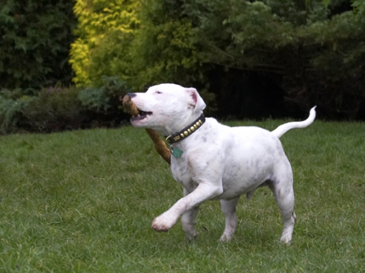 I've got the sti - ick
Ključne besede: Dog Dogs Domino Sky Staffordshire Bull Terrier Terriers