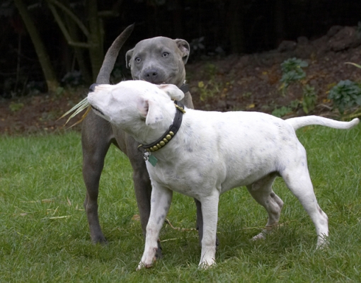I WANT it
Anahtar kelimeler: Dog Dogs Domino Sky Staffordshire Bull Terrier Terriers