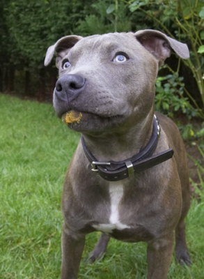 Is there more?
Słowa kluczowe: Dog Dogs Domino Peanut Butter Sky Staffordshire Bull Terrier Terriers