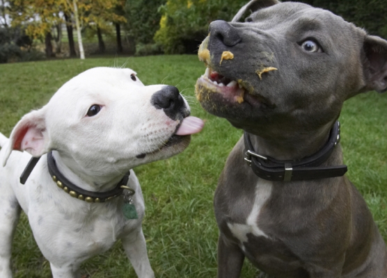 Get orff!
Klíčová slova: Dog Dogs Domino Peanut Butter Sky Staffordshire Bull Terrier Terriers Tongue