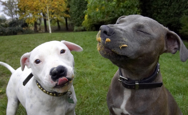 We're in doggie heaven
Palabras clave: Dog Dogs Domino Peanut Butter Sky Staffordshire Bull Terrier Terriers Tongue