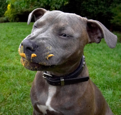 I know, I'm one mucky pup, but it's soooooooooo good
Ключові слова: Dog Dogs Peanut Butter Sky Staffordshire Bull Terrier Terriers