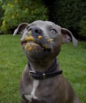 I know, I know, I'm a mucky pup........
Ключові слова: Dog Dogs Domino Peanut Butter Sky Staffordshire Bull Terrier Terriers
