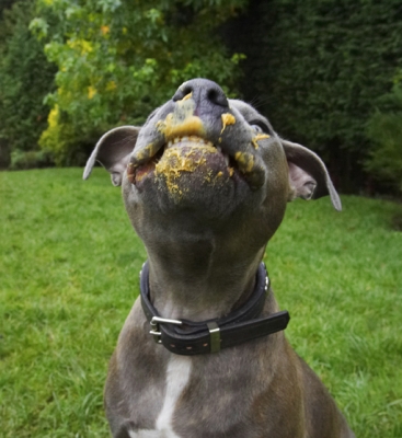 ......... but I'm having so much fun
Keywords: Dog Dogs Domino Peanut Butter Sky Staffordshire Bull Terrier Terriers