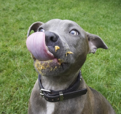 Wow, is that mine?!
Keywords: Dog Dogs Domino Peanut Butter Sky Staffordshire Bull Terrier Terriers Tongue